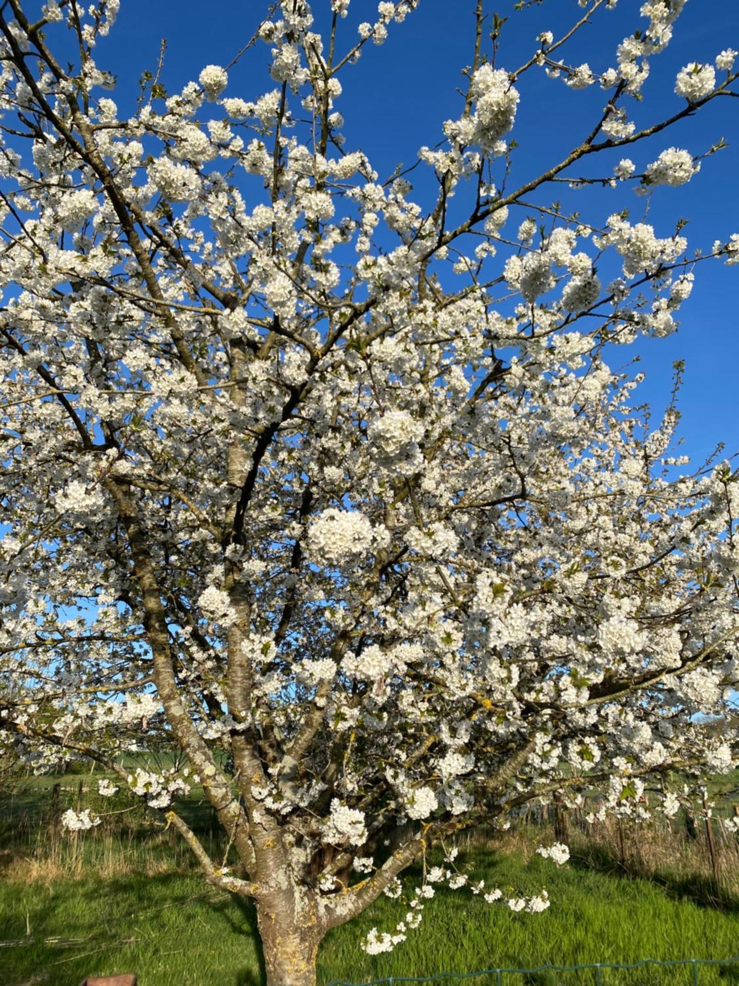 Les Hortensias Canly Kültér fotó